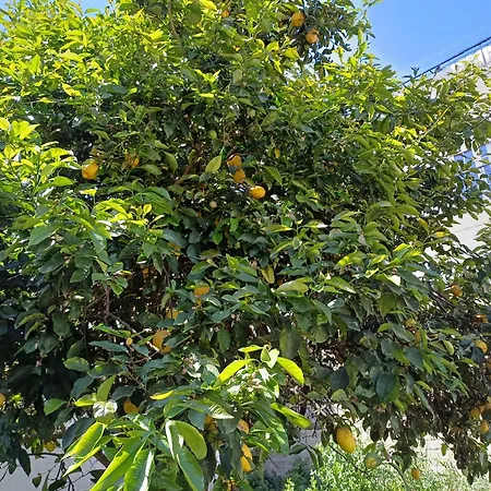 The Lemoni House -skyathos- 1-bedroom Appartement Skiathos-stad